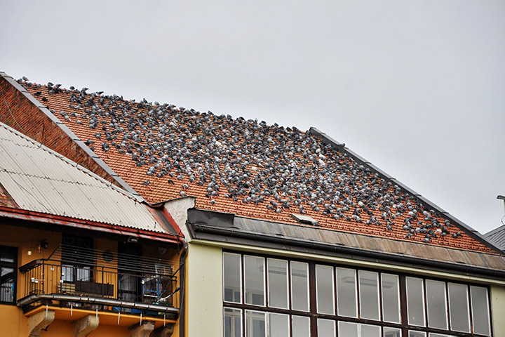 A2B Pest Control are able to install spikes to deter birds from roofs in Exmouth. 