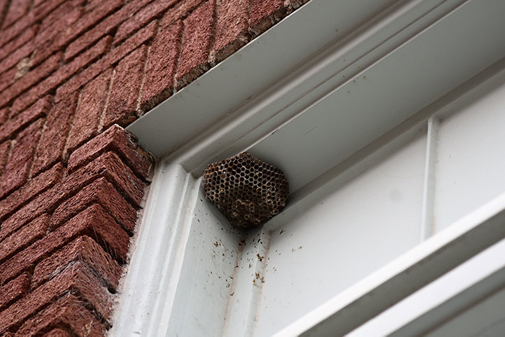 We provide a wasp nest removal service for domestic and commercial properties in Exmouth.